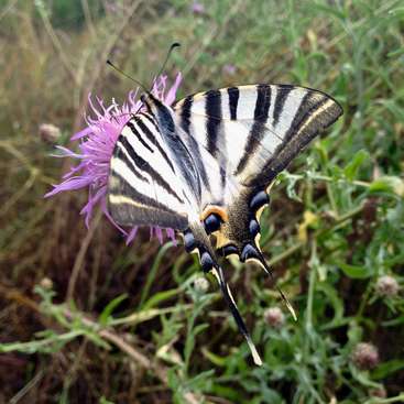 L'image représente un papillon aux ailes rayées noires et blanches, perché sur une fleur violette, sur un fond flou d'herbe et de feuillage verts.