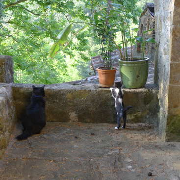 L'image représente deux chats debout sur un patio en pierre, contemplant un paysage verdoyant, avec des plantes en pot et un banc en bois rustique à proximité.
