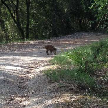 L'image représente un sanglier debout sur un chemin de terre, entouré d'arbres et d'herbe, la lumière du soleil filtrant à travers le feuillage.