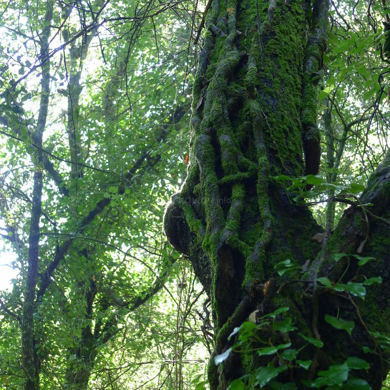 The image depicts a majestic tree trunk covered in vibrant green moss, surrounded by lush foliage and branches, set against a bright and sunny background.