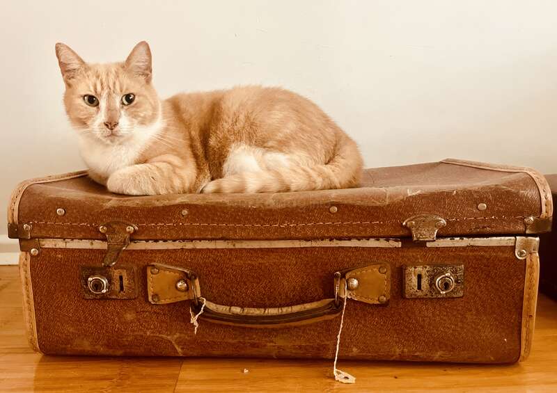 The image features an orange tabby cat with white markings, sitting on top of a vintage brown suitcase with leather trim and metal hardware, set against a white wall.