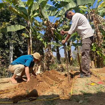 Duas pessoas estão cuidando do jardim ao ar livre, debaixo de bananeiras. Uma delas está cavando com uma ferramenta, enquanto a outra está agachada, plantando ou cuidando do solo num dia ensolarado.