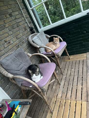 Deux chats se prélassent confortablement sur des chaises en osier rembourrées, sous une véranda en bois. Des outils de jardinage sont posés sur une petite table, tandis que la verdure se devine à travers les grandes fenêtres. Une scène paisible.
