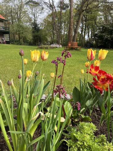 Au premier plan, un parterre de fleurs aux couleurs vives, composé de tulipes jaunes et rouges, s'épanouit. À l'arrière-plan, l'herbe verte, les arbres, un banc et une maison complètent ce jardin paisible.