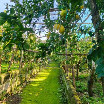 A vibrant lemon grove with lush green moss covering the pathway, surrounded by lemon trees bearing ripe yellow fruit, bathed in sunlight under a net canopy.