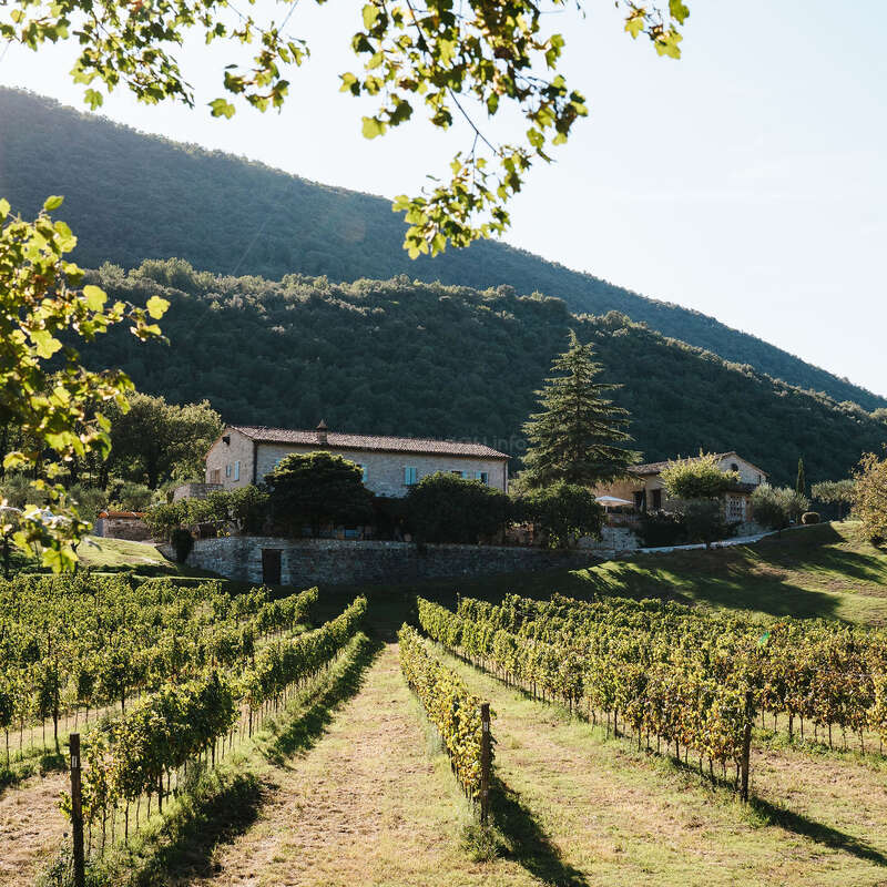 Un vignoble pittoresque s'étend vers une maison de campagne nichée au pied de collines couvertes d'arbres, baignée d'une douce lumière solaire, encadrée par des branches vertes et feuillues. Ambiance paisible et rurale.