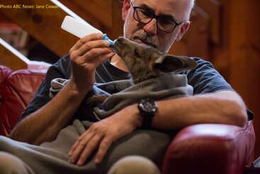 Un homme portant des lunettes nourrit tendrement au biberon un bébé kangourou enveloppé dans une couverture, faisant preuve d'attention et de soin dans un cadre intérieur confortable, mettant en évidence une connexion douce.