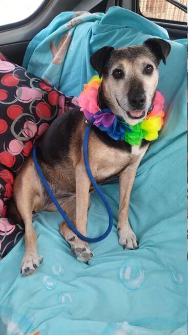 Um cachorro feliz sentado num carro, usando um colar de flores coloridas. O assento está coberto com um cobertor azul e há almofadas divertidas.