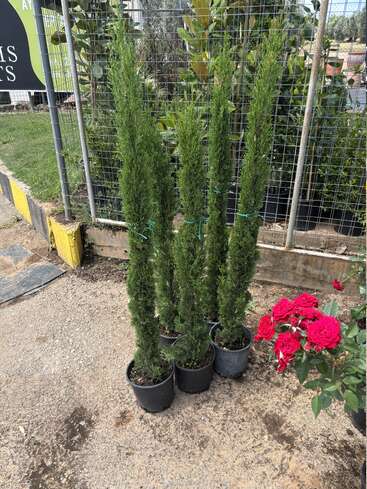 Cuatro árboles de hoja perenne, altos y esbeltos, plantados en macetas, se alzan muy juntos sobre una superficie pavimentada, cerca de una valla de alambre. En primer plano, unas rosas de un rojo intenso florecen con viveza.