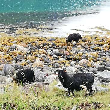 La imagen representa a dos ovejas negras pastando en una playa rocosa, una de pie en primer plano y la otra al fondo, rodeadas de algas y hierba.