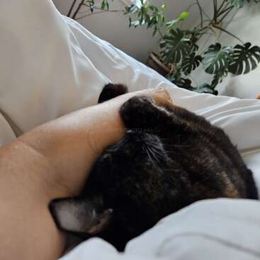 Un chat noir câlin se blottit contre le bras d'une personne sur un lit recouvert de draps blancs. Des plantes vertes d'intérieur sont visibles dans l'arrière-plan faiblement éclairé.