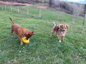 L'image représente deux chiens jouant dans un champ herbeux, l'un tenant un jouet jaune et l'autre se tenant à proximité, avec une clôture et des arbres visibles à l'arrière-plan.