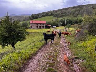 Un chemin de terre mène à une maison rustique en pierre au toit rouge, entourée de collines ondulantes et d'un troupeau de vaches qui paissent dans les champs verdoyants.