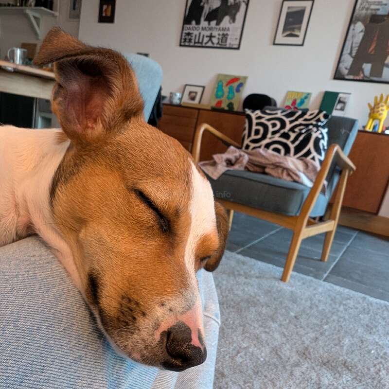 Ein braun-weißer Hund schläft friedlich auf dem Schoß von jemandem in einem gemütlichen, modernen Wohnzimmer, das mit Kunstwerken, Postern und bequemen Möbeln eingerichtet ist.