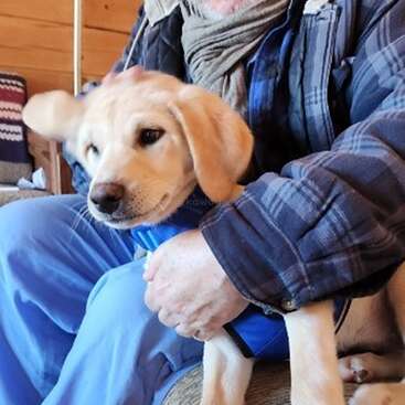 Un homme vêtu d'une chemise à carreaux et d'une écharpe tient affectueusement un jeune chiot labrador jaune assis sur un canapé dans une pièce confortable avec des meubles en bois.