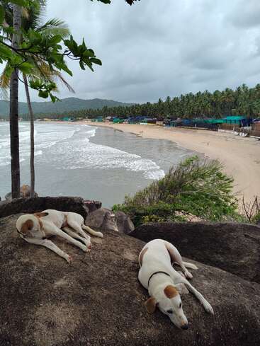 La imagen muestra a dos perros blancos con manchas marrones tumbados en un peñasco con vistas a una playa, con palmeras y edificios de fondo.