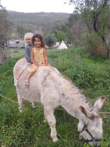 Deux jeunes enfants sont assis joyeusement sur un âne blanc tout doux qui broute dans un champ verdoyant, entouré d'arbres et de collines, avec une tente tipi à proximité.