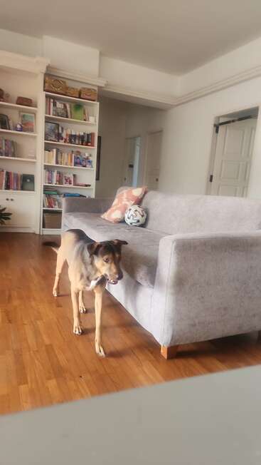 A brown dog stands on a wooden floor beside a gray couch with pillows and a soccer ball. Bookshelves and a white door are in the background.