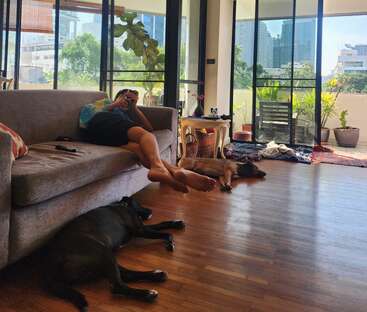 A person relaxes on a sofa, using their phone, with two dogs lying on the wooden floor. Sunlight streams into the modern, plant-filled living room.