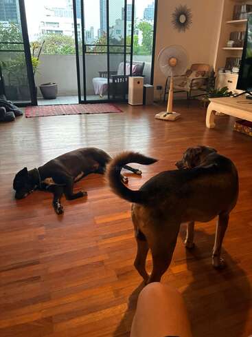 Two dogs relax in a cozy living room with wooden flooring, large windows, plants, and a view of city buildings outside. Warm, homey atmosphere prevails.