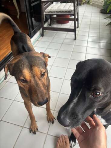 Two friendly dogs stand on a tiled floor near a hand gently petting one. A chair with a cushion and green plants are visible in the background.