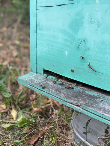 Un grupo de abejas se reúne en la entrada de una colmena de madera turquesa desgastada por el tiempo, que se encuentra en medio de la hierba y las hojas caídas al aire libre, en un entorno natural.