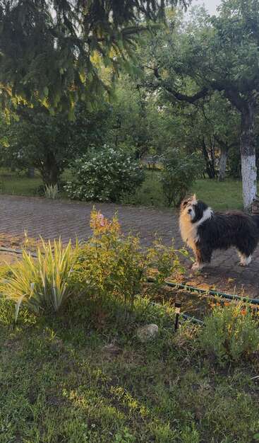 Un perro peludo de color blanco y negro se encuentra en el camino de un jardín, rodeado de vegetación, árboles y flores, en un entorno al aire libre tranquilo y bañado por la luz del sol durante la puesta de sol.