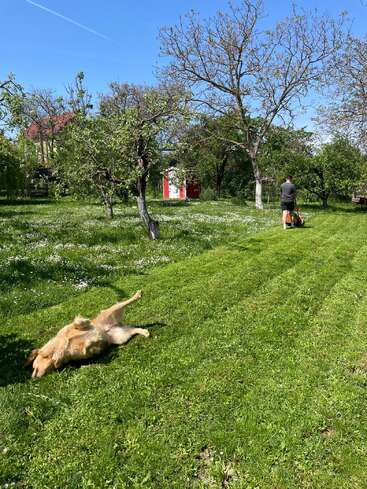 Una persona está cortando el césped en un jardín soleado con árboles. Cerca de allí, un perro de pelaje dorado se revuelca alegremente sobre la hierba recién cortada.