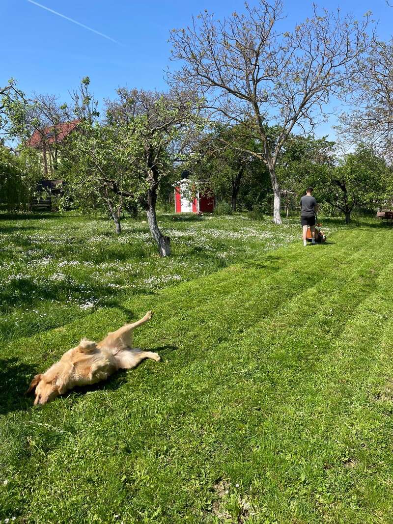 Una persona está cortando el césped en un jardín soleado con árboles. Cerca de allí, un perro de pelaje dorado se revuelca alegremente sobre la hierba recién cortada.