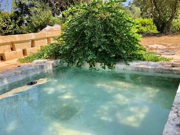 A small, clear outdoor pool surrounded by stone edges, lush green bushes, and rustic landscaping under sunny skies, creating a relaxing, natural garden atmosphere.