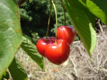 L'image représente une grappe de cerises suspendues à une branche d'arbre, entourée de feuilles vertes et d'un arrière-plan flou d'herbe et d'arbres.