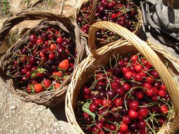 L'image représente trois paniers en osier débordant de cerises et de fraises, posés sur une surface en pierre. Les paniers sont remplis de cerises d'un rouge éclatant et de quelques fraises.