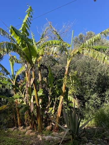 Altas bananeiras com grandes folhas verdes estão ali juntas, cercadas por uma vegetação densa. Tem também uma agave ali embaixo, tudo sob um céu azul brilhante.