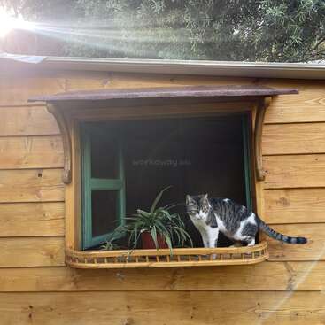 Um gato preto e branco está em cima do parapeito de uma janela de madeira, ao lado de um vaso de planta, enquanto a luz do sol ilumina uma aconchegante cabana de madeira com acabamentos verdes.