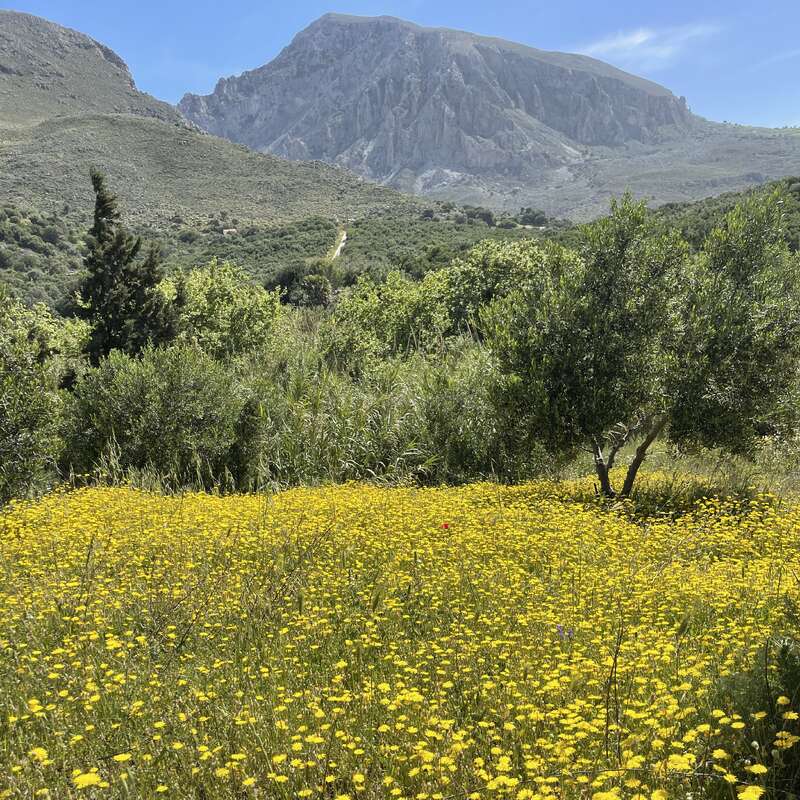 Um campo vibrante de flores silvestres amarelas se estende sob árvores de um verde exuberante, com uma majestosa montanha rochosa erguendo-se ao fundo, sob um céu azul límpido.