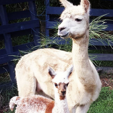 The image depicts an adult alpaca standing behind a young alpaca in a grassy area, with a dark blue fence in the background.