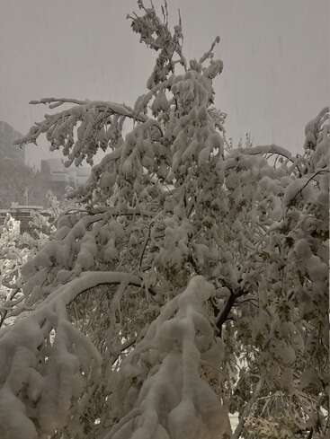 A neve pesada cobre os galhos das árvores, pesando-os sob uma camada branca e espessa. O céu nublado e as fracas estruturas da cidade criam uma atmosfera fria e silenciosa.
