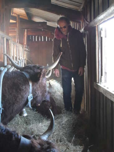 Un homme portant des lunettes de soleil se tient debout dans une grange en bois, entouré de vaches à longues cornes couchées sur du foin, tandis que la lumière du soleil pénètre par une fenêtre voisine.