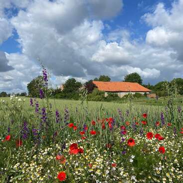 The image depicts a serene field of wildflowers, with vibrant red poppies and white daisies, set against a backdrop of a rustic barn and a blue sky with fluffy clouds.