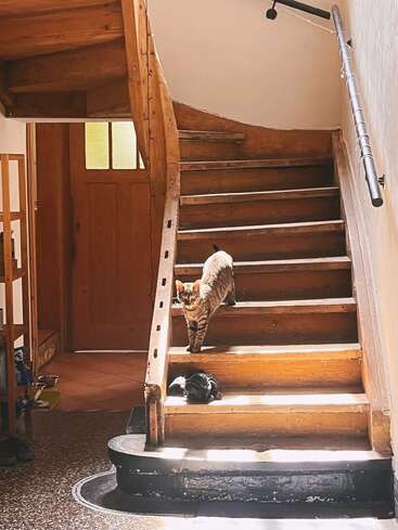 A tabby cat stands midway on rustic wooden stairs, sunlight streaming in from above. A pair of black shoes rests on a lower step. Cozy entryway.