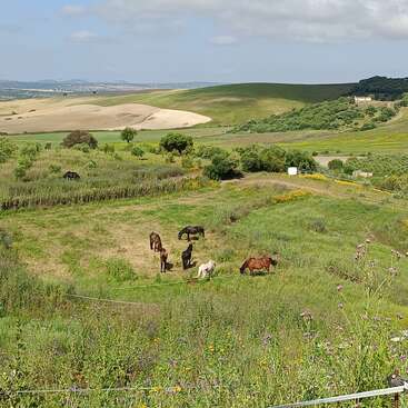 Des collines vertes ondulantes sous un ciel partiellement nuageux, des chevaux broutant paisiblement dans un pâturage luxuriant rempli de fleurs sauvages et entouré d'une campagne animée.