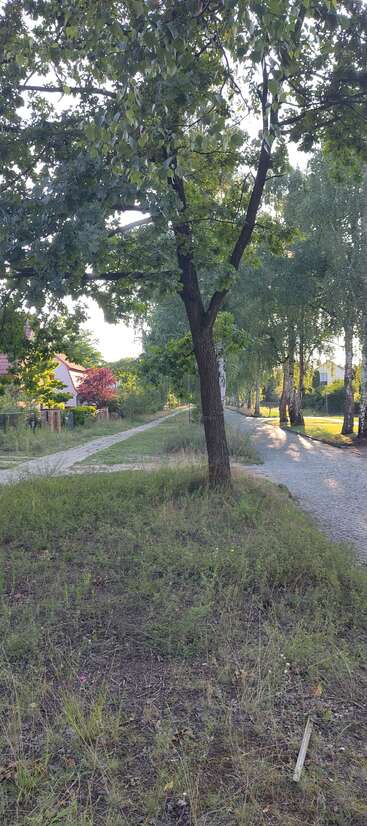 Une scène de village paisible avec de grands arbres, de l'herbe verte et un sentier sinueux. La lumière du soleil filtre à travers les feuilles, les maisons apparaissent, évoquant le calme et la tranquillité de la campagne.