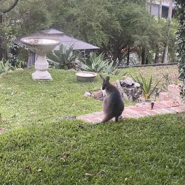 Un ualabí está sentado en un sendero del jardín, rodeado de césped verde, árboles y arbustos. Un bebedero para pájaros y la decoración exterior completan esta escena tranquila y natural.
