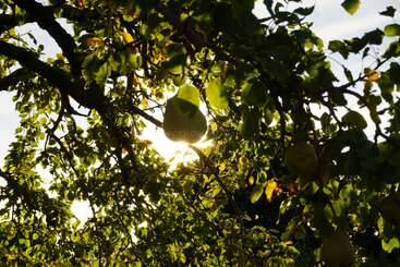 Das Sonnenlicht fällt durch dichtes grünes Laub und hängende Birnen an einem Baum und erzeugt ein schönes Muster aus Licht und Schatten in einer friedlichen natürlichen Umgebung.
