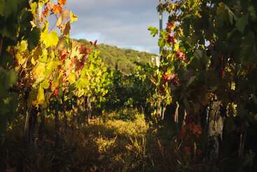 Reihen von Weinstöcken sonnen sich im warmen Sonnenlicht und ihre Blätter färben sich in leuchtende Gelb-, Orange- und Grüntöne, die die Ankunft des Herbstes in einem üppigen Weinberg andeuten.
