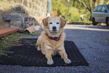 Ein kleiner, hellbrauner Hund mit rotem Halsband liegt auf einer schwarzen Matte im Freien, in der Nähe einer Steinmauer und eines geparkten Autos an einem sonnigen Tag.
