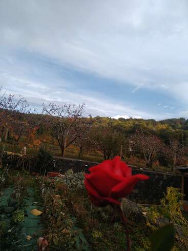 A vibrant red rose is in sharp focus in the foreground, while a colorful autumn garden, distant trees, and a bright cloudy sky complete the scene.