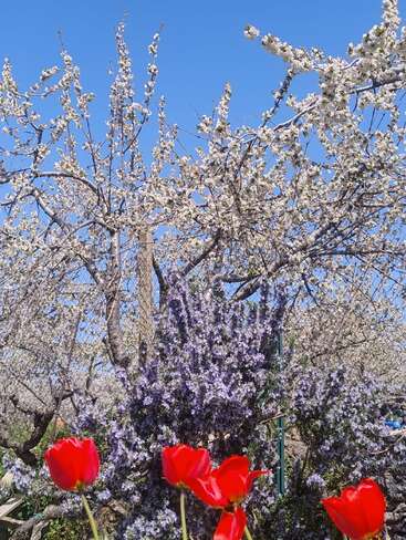 Ein strahlend blauer Himmel umrahmt blühende weiße Bäume, im Vordergrund violette Blumen und leuchtend rote Tulpen – eine farbenfrohe, lebendige und erfrischende Frühlingsszene.