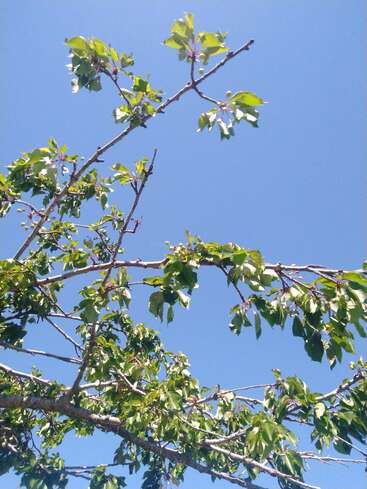 Green leafy branches of a tree stretch upwards against a clear, bright blue sky. The sunlight highlights the fresh foliage, creating a vibrant, peaceful spring scene.
