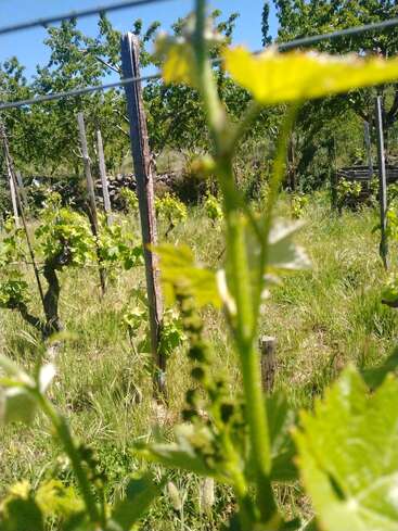 A close-up of grapevine leaves and buds in a vineyard, with trellises and lush green grass under bright sunlight and blue sky in the background.